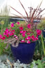 My Gallery: Image